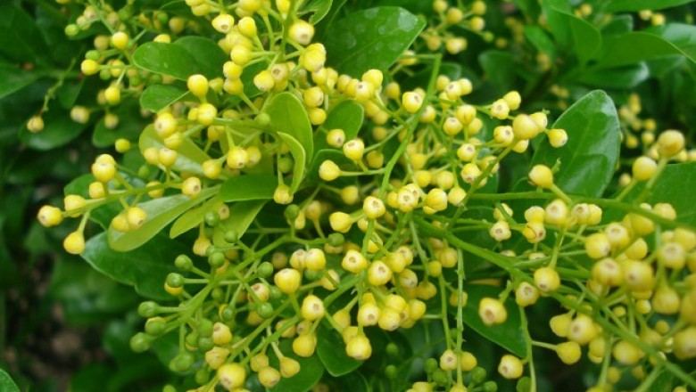 Cây dược liệu cây Ngâu tàu, Ngâu dại, Cơm nguội - Aglaia odorata Lour