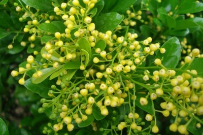 Cây dược liệu cây Ngâu tàu, Ngâu dại, Cơm nguội - Aglaia odorata Lour