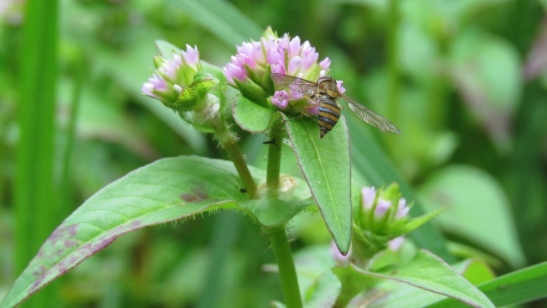 Cây dược liệu cây Nghể núi, Nghể Nepal - Polygonum nepalense Meisn. (P. alatum Buch.–Ham. ex D. Don)