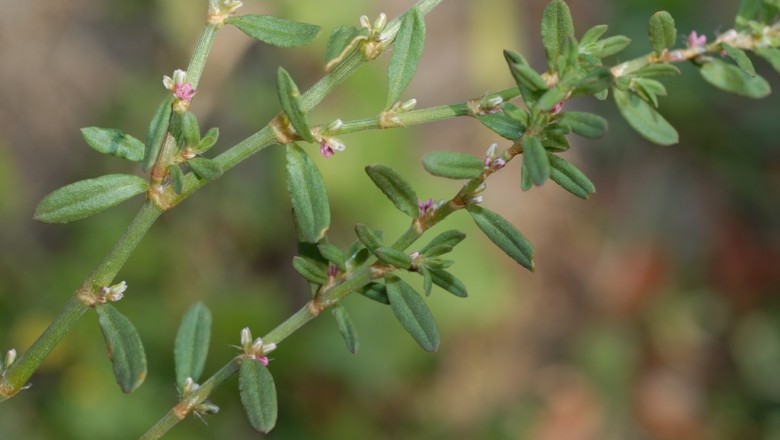 Cây dược liệu cây Nghể thường, Mót rê, Nghể hoa nách - Polygonum plebejum R. Br