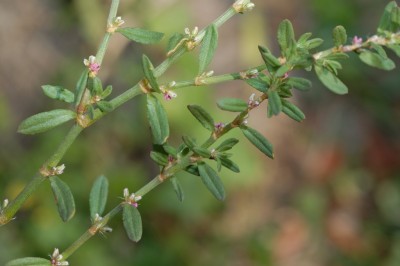 Cây dược liệu cây Nghể thường, Mót rê, Nghể hoa nách - Polygonum plebejum R. Br