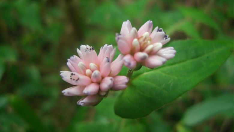 Cây dược liệu cây Nghề bào -Polygonum runcinatum Buch.-Ham