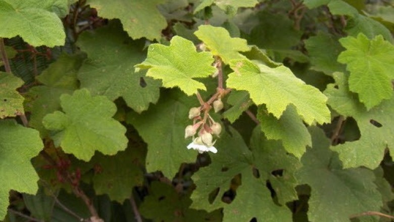 Cây dược liệu cây Ngấy nhiều lá bắc, Re sum - Rubus multibracteatus Lévl. et Vaniot