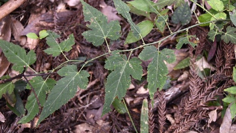 Cây dược liệu cây Ngấy lá đay, Đụm lá bố - Rubus corchorifolius L. f