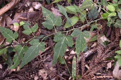 Cây dược liệu cây Ngấy lá đay, Đụm lá bố - Rubus corchorifolius L. f