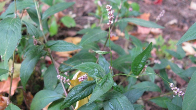 Cây dược liệu cây Nghể bụi, Nghể phù - Polygonum caespitosum Blume