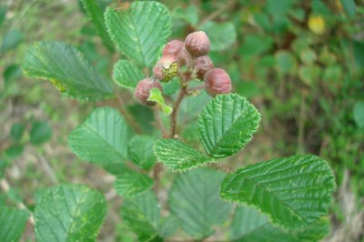 Cây dược liệu cây Ngấy lá tim ngược, Ngấy bầu dục, Hủ mạ, Đụm tim - Rubus obcordatus (Franch.) Thuận (R. ellipticus Sm. var. obcordatus Focke)