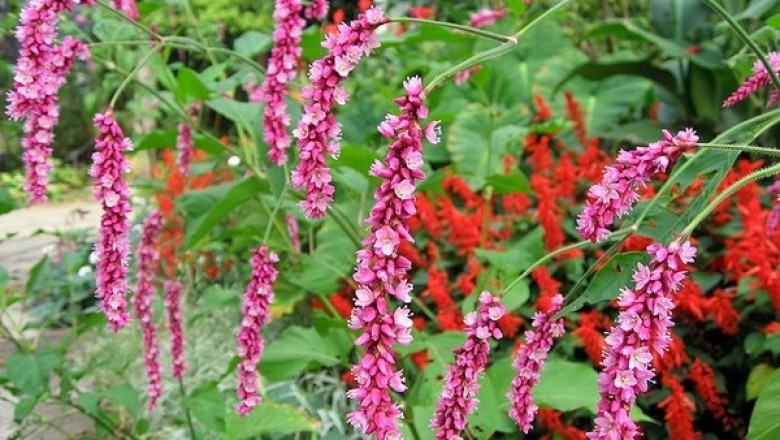 Cây dược liệu cây Nghể đông, Nghể bà - Polygonum orientale L