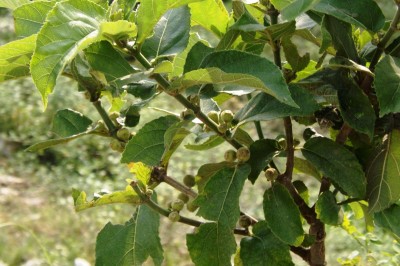 Cây dược liệu cây Ngái - Ficus hispida L. f