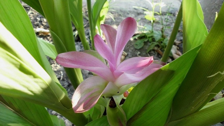 Cây dược liệu cây Nghệ ten đồng - Curcuma aeruginosa Roxb