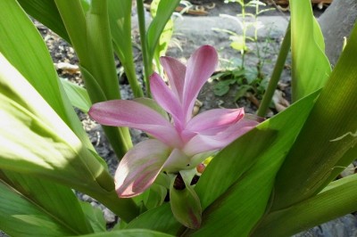 Cây dược liệu cây Nghệ ten đồng - Curcuma aeruginosa Roxb