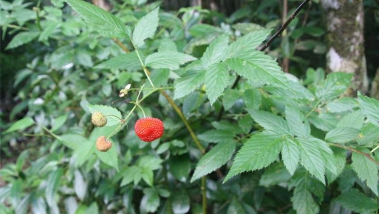 Cây dược liệu cây Ngấy lá hồng - Rubus rosaefolius Sm