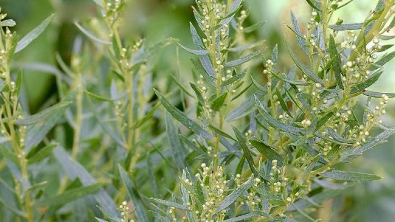 Cây dược liệu cây Ngải thơm, Thanh hao lá hẹp, Thanh cao rồng - Artemisia dracunculus L