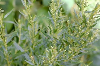 Cây dược liệu cây Ngải thơm, Thanh hao lá hẹp, Thanh cao rồng - Artemisia dracunculus L