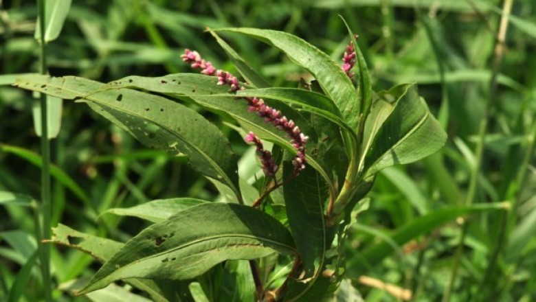 Cây dược liệu cây Nghể nhẵn, Nghể trâu - Polygonum glabrum Willd