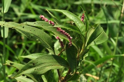 Cây dược liệu cây Nghể nhẵn, Nghể trâu - Polygonum glabrum Willd