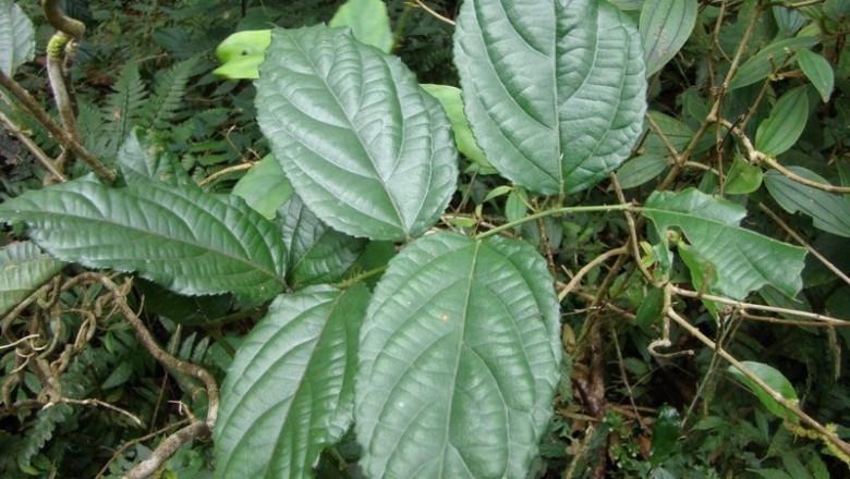 Cây dược liệu cây Ngấy lá lê, Đụm lá lê, Lô - Rubus pyrifolius Sm