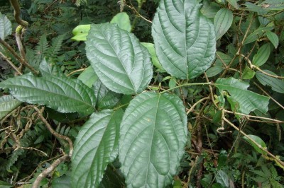 Cây dược liệu cây Ngấy lá lê, Đụm lá lê, Lô - Rubus pyrifolius Sm