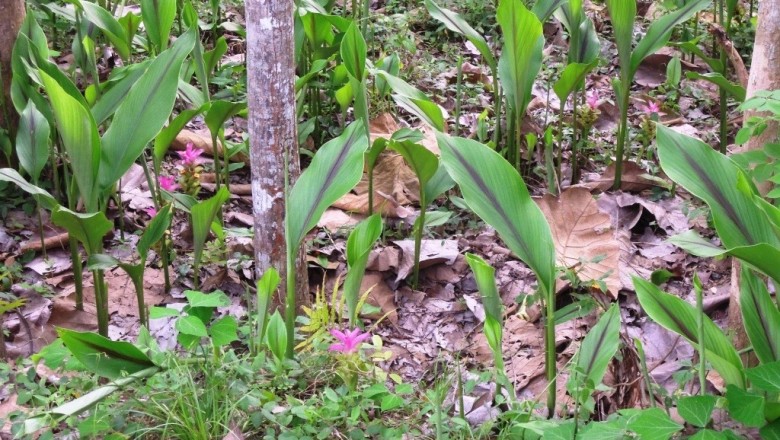 Cây dược liệu cây Nghệ rễ vàng, Nghệ cà ri - Curcuma xanthorrhiza Roxb