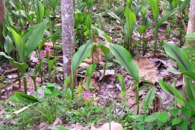 Cây dược liệu cây Nghệ rễ vàng, Nghệ cà ri - Curcuma xanthorrhiza Roxb