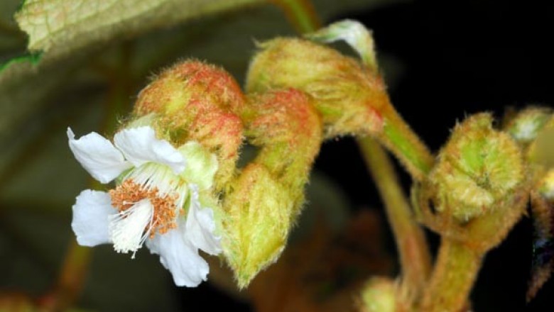 Cây dược liệu cây Ngấy lông gỉ, Đụm lộn ngược - Rubus reflexus Ker