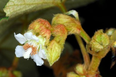 Cây dược liệu cây Ngấy lông gỉ, Đụm lộn ngược - Rubus reflexus Ker