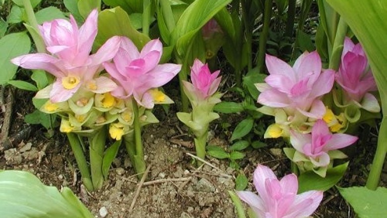 Cây dược liệu cây Nghệ trắng, Ngải trắng, Ngải mọi, Nghệ sùi - Curcuma aromatica Salisb