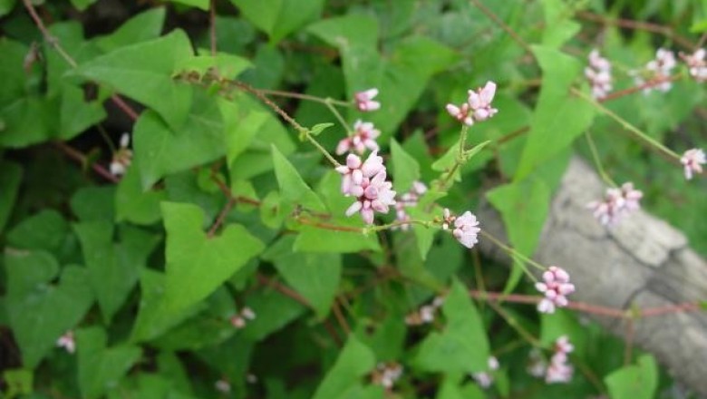 Cây dược liệu cây Nghể gai - Polygonum senticosum (Meisn.) Franch. et Sav