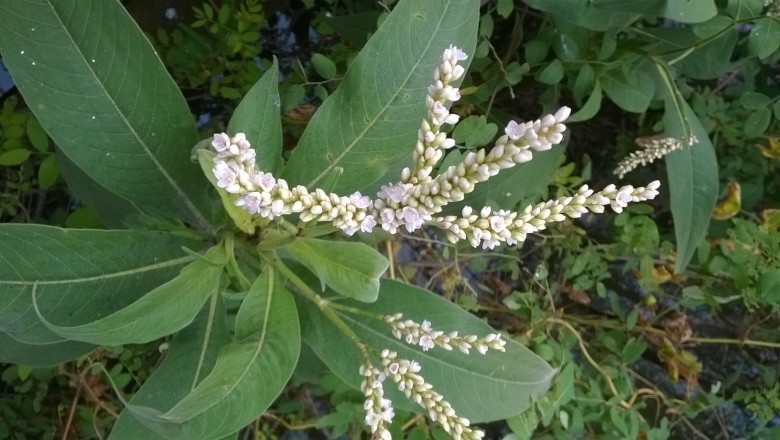 Cây dược liệu cây Nghể - Polygonum tomentosum Wild