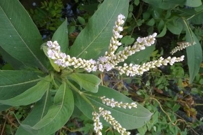 Cây dược liệu cây Nghể - Polygonum tomentosum Wild