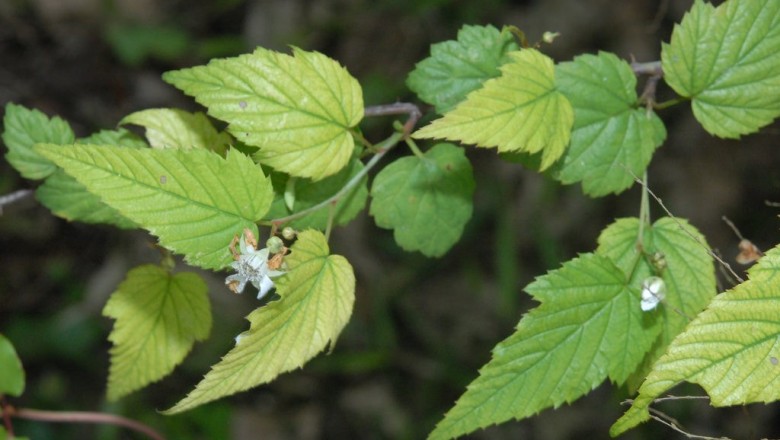 Cây dược liệu cây Ngấy ba hoa, Đụm ba hoa -Rubus trianthus Focke