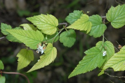 Cây dược liệu cây Ngấy ba hoa, Đụm ba hoa -Rubus trianthus Focke