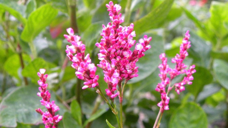 Cây dược liệu cây Nghể chàm - Polygonum tinctorium Ait