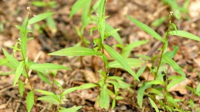 Cây dược liệu cây Nghể tăm - Polygonum minus Huds. var. micranthum Dans