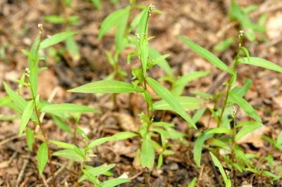 Cây dược liệu cây Nghể tăm - Polygonum minus Huds. var. micranthum Dans