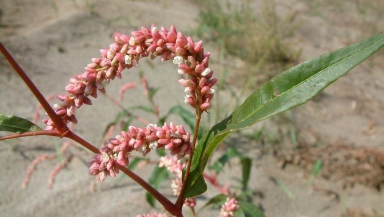 Cây dược liệu cây Nghể điểm, Nghể bột - Polygonum lapathifolium L