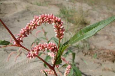 Cây dược liệu cây Nghể điểm, Nghể bột - Polygonum lapathifolium L