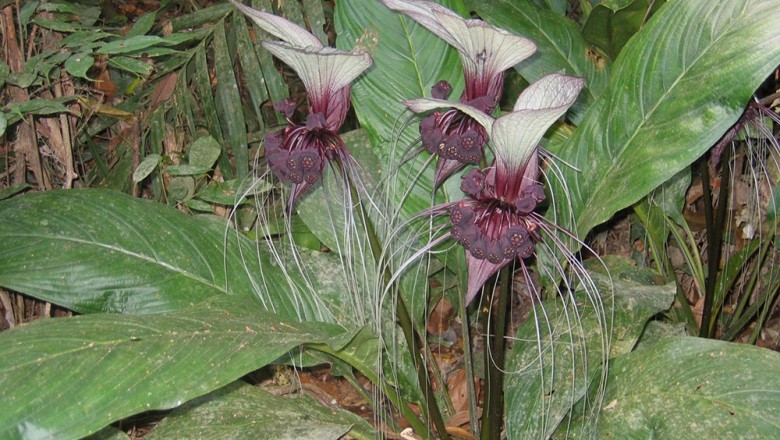 Cây dược liệu cây Ngải rợm, Phá lúa, Hạ túc - Tacca integrifolia Ker-Gawl. (T. laevis Roxb.)
