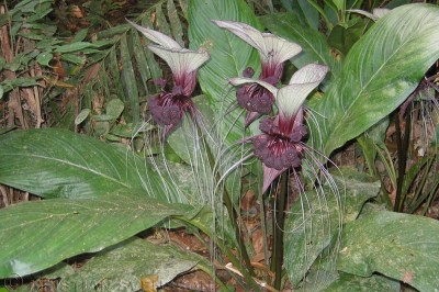 Cây dược liệu cây Ngải rợm, Phá lúa, Hạ túc - Tacca integrifolia Ker-Gawl. (T. laevis Roxb.)