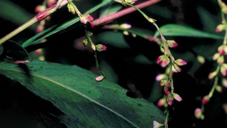 Cây dược liệu cây Nghể mềm - Polygonum flaccidum Meisn