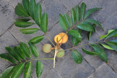 Cây dược liệu cây Ngâu Roxburgh, Cội núi - Aglaia roxburghiana (Wight et Arn.) Miq