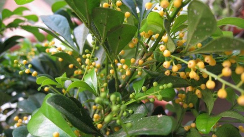 Cây dược liệu cây Ngâu rừng, Ngâu cánh - Aglaia pleuropteris Pierre