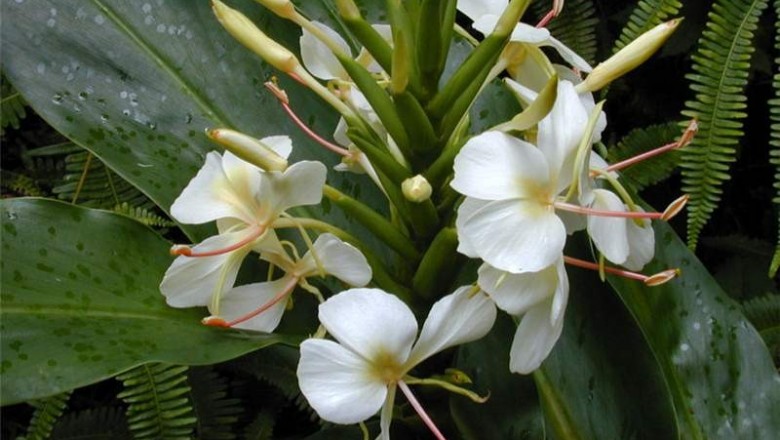Cây dược liệu cây Ngải tiên - Hedychium coronarium Koenig