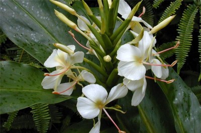 Cây dược liệu cây Ngải tiên - Hedychium coronarium Koenig