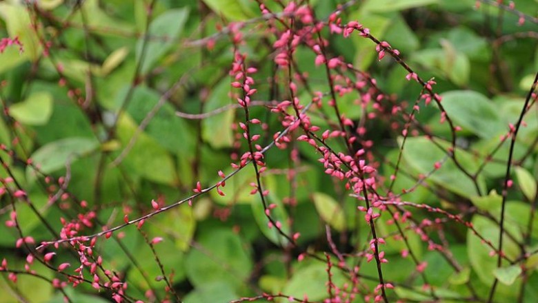 Cây dược liệu cây Nghể hình sợi - Polygonum filiforme Thunb. (Antenoron filiforme (Thunb.) Roberty et Vautier, Sunania filiformis (Thunb.) Raf.)