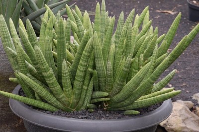 Cây dược liệu cây Ngà voi, Nanh heo, Ngải ngà - Sansevieria cylindrica Bojer