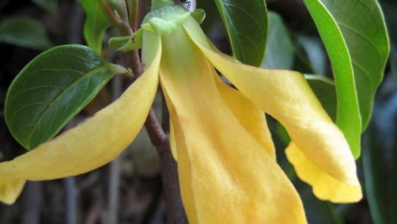 Cây dược liệu cây Ngẫn chày, Ngấn chày, Ngẳng chày, Quần đầu Thorel - Polyalthia thorelii Finet et Gagnep