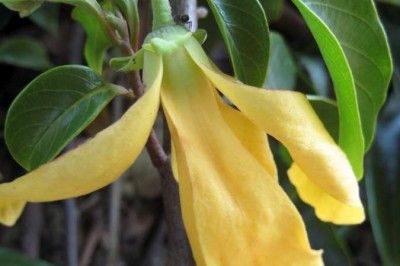 Cây dược liệu cây Ngẫn chày, Ngấn chày, Ngẳng chày, Quần đầu Thorel - Polyalthia thorelii Finet et Gagnep