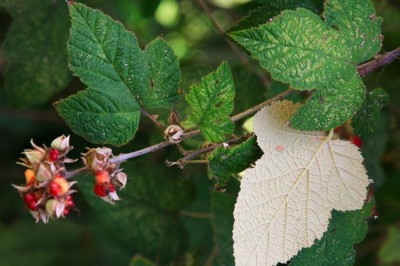 Cây dược liệu cây Ngấy đảo Môluyc, Đụm đảo Môluyc - Rubus moluccanus L