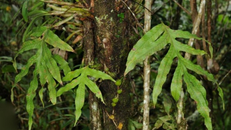 Cây dược liệu cây Nga trưởng, - Crypsinus oxylobus (Wall ex G. Kunze) Sledge (Phymatodes oxylobus Presl)